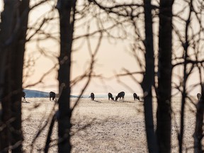 Mule deer breakfast on frosty grass near Turner Valley, Ab., on Tuesday, March 29, 2022.