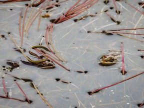 Wood frogs in a roadside pond near Lousana, Ab., on Tuesday, April 26, 2022.