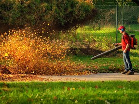 FILE PHOTO: A man operating a heavy duty leaf blower: the leaves are being swirled up and glow in the pleasant sunlight.