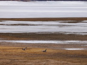 Geese on the mud flats at Glennifer Lake near Dickson, Ab., on Tuesday, April 5, 2022.