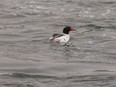 A common merganser looks for fish below the weir on the Bow River near Carseland, Ab., on Tuesday, April 19, 2022.