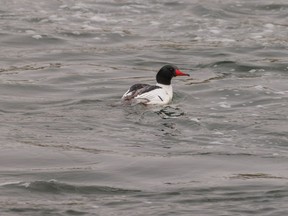 A common merganser looks for fish below the weir on the Bow River near Carseland, Ab., on Tuesday, April 19, 2022.
