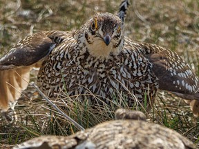 Male sharptail grouse stares down an opponent on a dancing ground - called a lek - in the Porcupine Hills west of Stavely, Ab., on Saturday, May 7, 2022.