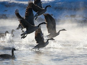 Hundreds of Canada geese and other water birds gathered in some open water in the -20 C weather at Elliston Park in Calgary on Wednesday, January 19, 2022.