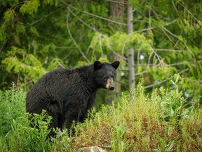 A black bear looked up from munching on lush greenery near the Slocan River near Slocan, B.C., on Saturday, June 18, 2022.