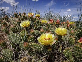 Prickly pear cactus in the Red Deer River valley near Cambria, Ab., on Wednesday, June 29, 2022.