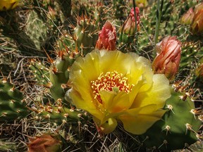 Papery blossom of a prickly pear cactus in the Red Deer River valley near Cambria, Ab., on Monday, June 27, 2022.