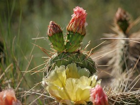 One blossom open, one blossom done and one blossom still getting ready on a prickly pear cactus in the Red Deer River valley near Dorothy, Ab., on Monday, June 27, 2022.