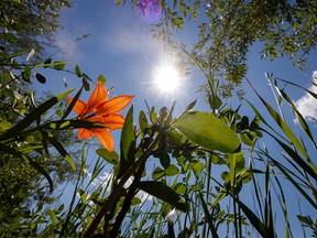 A wood lily blooms along the edge of a damp coulee in the Red Deer River valley near Cambria, Ab., on Monday, June 27, 2022.