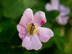 A blister beetle gathers pollen in a wild rose along the Red Deer River valley near Cambria, Ab., on Monday, June 27, 2022.