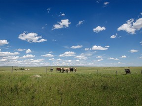 Cattle on the freshly green plains along the Red Deer River valley near Dorothy, Ab., on Monday, June 27, 2022.