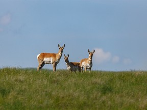 Antelope in the green prairie grass along the Red Deer River valley near Dorothy, Ab., on Monday, June 27, 2022.
