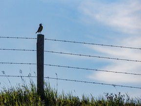 A meadowlark sings along the Red Deer River valley near Dorothy, Ab., on Monday, June 27, 2022.