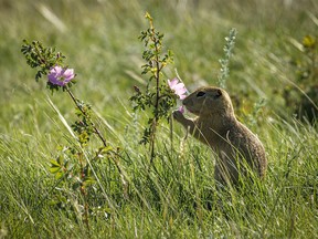 A young Richardson’s ground squirrel nibbles on rose petals near Dorothy, Ab., on Monday, June 27, 2022.