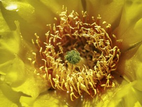 The bright yellows and greens of a prickly pear cactus blossom near Dorothy, Ab., on Monday, June 27, 2022.