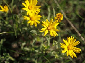 Golden asters bloom on the prairie near Dorothy, Ab., on Monday, June 27, 2022.