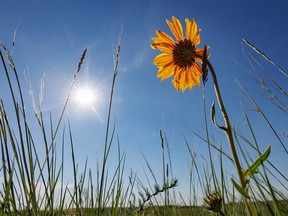 A blanket flower faces the sun on the prairie near Dorothy, Ab., on Monday, June 27, 2022.
