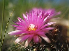 Pincushion cactus blossoms on the prairie near Dorothy, Ab., on Monday, June 27, 2022.