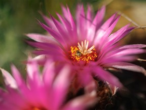 A sweat bee explores a pincushion cactus blossom on the prairie near Dorothy, Ab., on Monday, June 27, 2022.