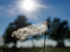 Cottonwood fluff caught on grass at Little Fish Lake near Dorothy, Ab., on Monday, June 27, 2022.