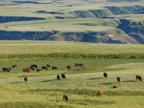 Cattle graze in evening light on the green prairie near Dorothy, Ab., on Monday, June 27, 2022.