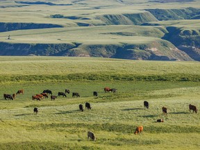 Cattle graze in evening light on the green prairie near Dorothy, Ab., on Monday, June 27, 2022.