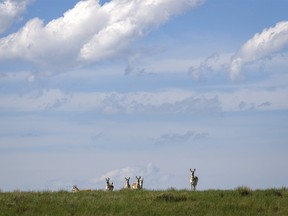 Curious antelope with green prairie and the big Alberta sky near Dorothy, Ab., on Monday, June 27, 2022.