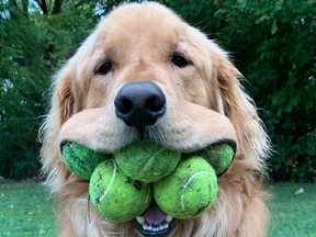 Finley can carry around six tennis balls in his mouth at one time, which makes him a Guinness World Record holder, according to PEOPLE.