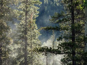 Morning mist moves through the trees in the Highwood River valley west of Longview, Ab., on Wednesday, July 6, 2022.