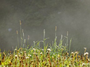 Dandelions, grass and morning mist in the Highwood River valley west of Longview, Ab., on Tuesday, July 5, 2022.