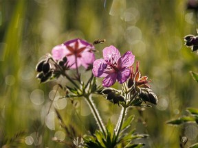 Morning sun sparkles on dewy geraniums in the Highwood River valley west of Longview, Ab., on Tuesday, July 5, 2022.