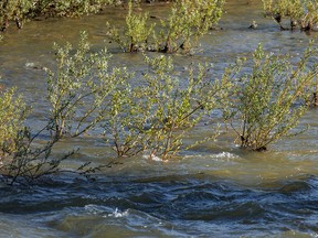 Willows in the current of Cataract Creek west of Longview, Ab., on Tuesday, July 5, 2022.