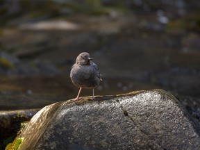 A dipper hunts for breakfast in Etherington Creek west of Longview, Ab., on Tuesday, July 5, 2022.