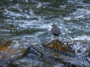 A dipper in the current of Etherington Creek west of Longview, Ab., on Tuesday, July 5, 2022.