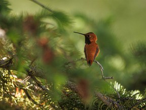 A rufous hummingbird has a brief rest at Highwood House west of Longview, Ab., on Tuesday, July 5, 2022.