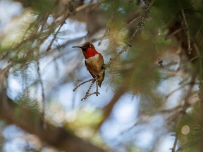 A rufous hummingbird flashes its gorget at Highwood House west of Longview, Ab., on Tuesday, July 5, 2022.