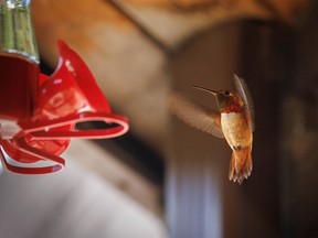 A rufous hummingbird hovers before landing on a feeder at Highwood House west of Longview, Ab., on Tuesday, July 5, 2022.