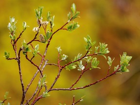 New willow leaves against a backdrop of moss at a spring along the Highwood River west of Longview, Ab., on Tuesday, July 5, 2022.