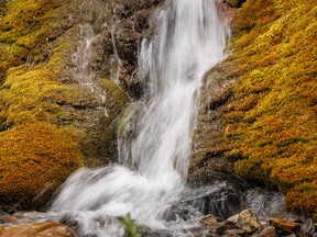 Moss at a spring along the Highwood River west of Longview, Ab., on Tuesday, July 5, 2022.