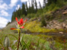 Paintbrush blooms at a spring along the Highwood River west of Longview, Ab., on Tuesday, July 5, 2022.