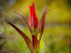 Paintbrush about to open at a spring along the Highwood River west of Longview, Ab., on Tuesday, July 5, 2022.