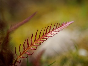 The red leaves of a figwort at a spring along the Highwood River west of Longview, Ab., on Tuesday, July 5, 2022.