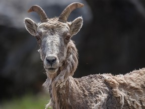 A very shaggy bighorn ewe along the Highwood River west of Longview, Ab., on Tuesday, July 5, 2022.