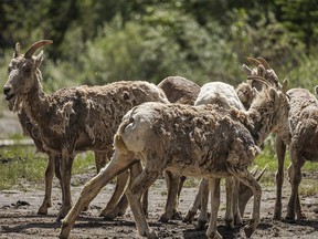 Shaggy bighorn sheep gather to lick minerals from banks of the Highwood River west of Longview, Ab., on Tuesday, July 5, 2022.