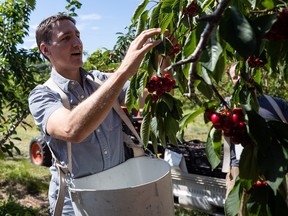 Prime Minister Justin Trudeau picks cherries at family farm owner Derek Lutz's orchard in Summerland, B.C., Monday, July 18, 2022. THE CANADIAN PRESS/Darryl Dyck