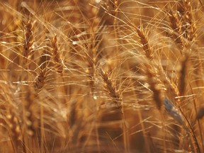 Healthy heads of grain in a field near Mossleigh, Ab., on Monday, August 8, 2022.