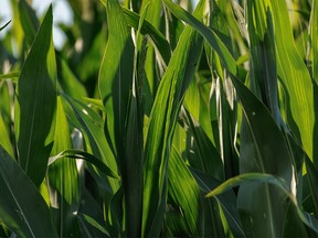 Long corn leaves catch the evening sun in a field near Mossleigh, Ab., on Monday, August 8, 2022.