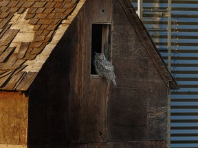 A great horned owl in a granary west of Milo, Ab., on Monday, August 8, 2022.