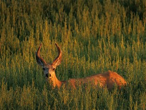 A mule deer buck in the last of the sun’s glow west of Milo, Ab., on Monday, August 8, 2022.