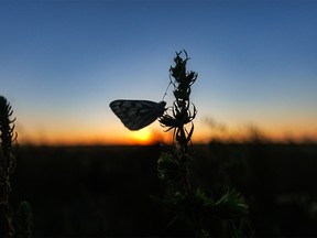 The sun sets behind a butterfly in a field west of Milo, Ab., on Monday, August 8, 2022.